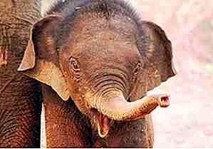 25 søteste elefanter