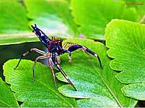 25 Søde edderkopper som ikke er like skummel som du tror
