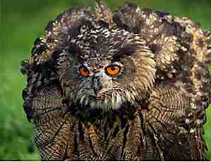 25 Awesome Owl Fakten, die Sie wissen wollen