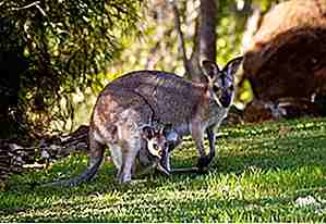 25 Oppsiktsvekkende kengurufakta for å holde øye med hopping