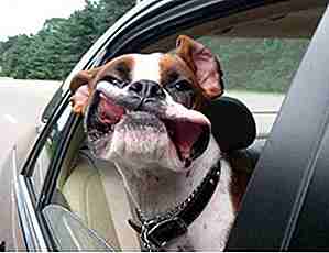 25 cani sciocchi che hanno imparato l'esperienza di guida in auto