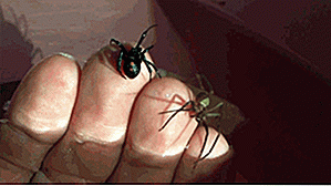 25 Gif Freaky Spider per far strisciare la pelle