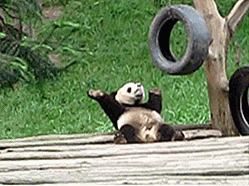 25 Funnigste Panda GIFs å gjøre dagen din Cuter