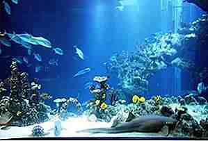 25 største akvarier i verden