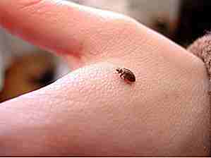 25 mest forstyrrende fakta om bed bugs