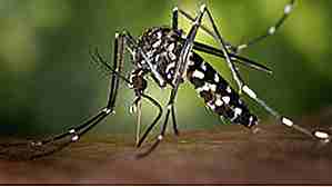 25 Fakta om mygg du kanskje ikke vet