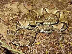25 de las serpientes más venenosas del mundo