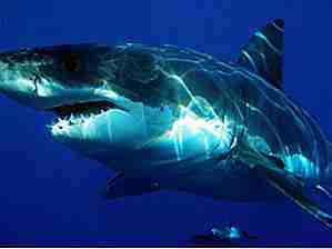 25 Historias de ataques de tiburones aterrorizantes