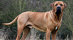25 razas de perros más peligrosas