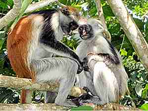 25 Primates les plus en danger que nous pouvons perdre ce siècle