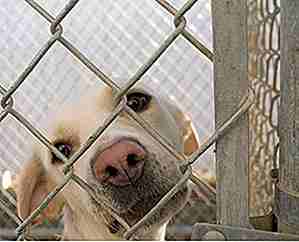 25 hechos insanos sobre refugios de animales