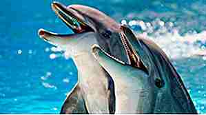 25 hechos delfines geniales y absolutamente extraordinarios