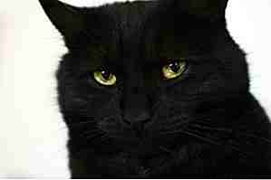 25 Fakten über schwarze Katzen, die absolut Purrfect sind
