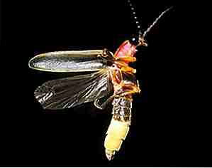 25 insectos increíbles que te dejarán fascinado