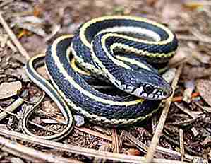 25 schockierende Fakten über Schlangen, die Sie wahrscheinlich nicht wussten