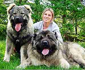 25 des plus grandes races de chiens au monde