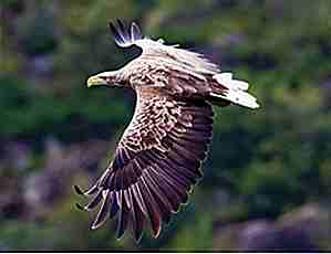 25 datos interesantes sobre las águilas que podrían cambiar la forma en que los ves