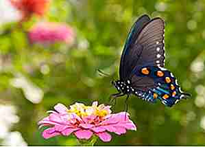 25 fotos verdaderamente hermosas de la mariposa