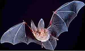 25 hechos increíbles sobre los murciélagos que probablemente no sabías