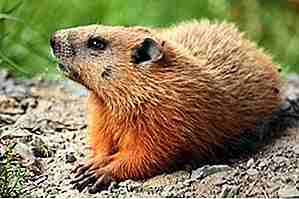 25 datos extraños sobre las marmotas para mantenerte entretenido