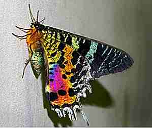 25 insectos increíblemente hermosos