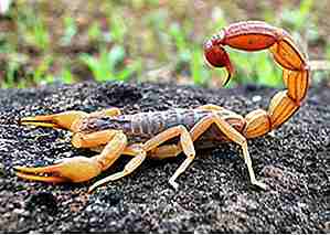 25 Cool Scorpion Fakta De fleste mennesker kan ikke være klar over
