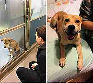25 fotos antes y después del calentamiento del corazón de los perros adoptados
