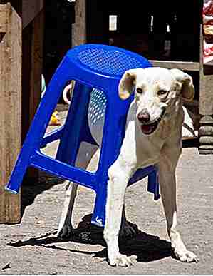 25 hunder og katter som beklager bruk av møbelmøbler