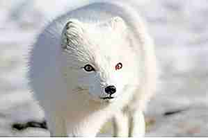 25 hechos poco conocidos sobre los zorros árticos