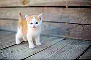 25 gattini adorabili Fotografie Stock per rendergli felice