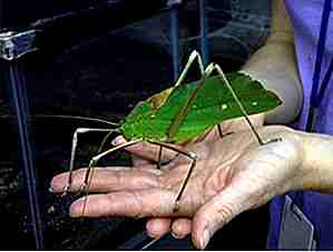 25 insectos más espeluznantes de todo el mundo
