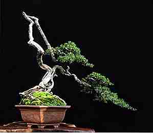 25 diseños de bonsai de aspecto impresionante