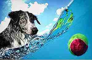 25 verrückte Seth Casteel Bilder von Hunden unter Wasser