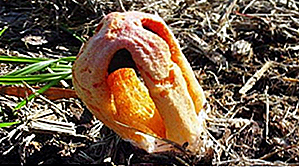 25 Opprørende ser svampe