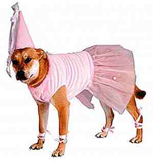 25 costumes drôles d'Halloween pour les chiens