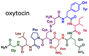 25 faits curieux sur l'ocytocine que vous aimerez