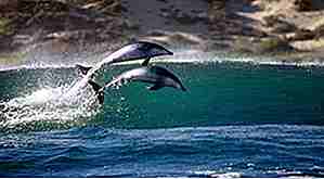 25 Atemberaubende Fotografien von Delfinen