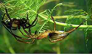 25 grunner edderkopper er ekstremt skremmende men sint interessant