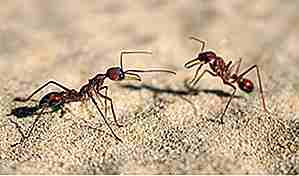 25 Gründe, dass Ameisen genial sind
