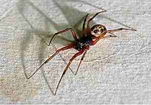 25 giftigsten Spinnen, die tatsächlich existieren